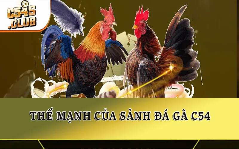 Thế mạnh của sảnh đá gà C54